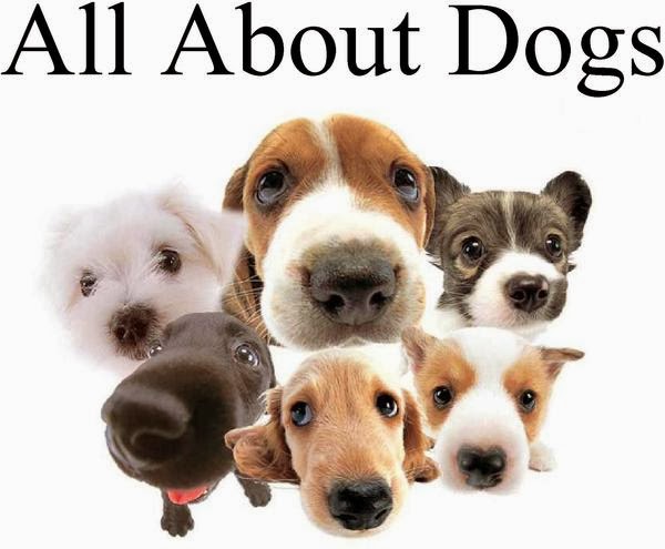 All about dogs