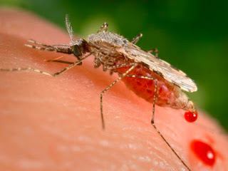 Health diseases from mosquitoes