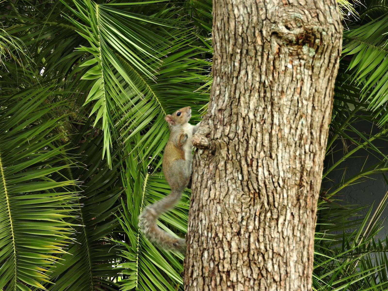 MadSnapper Tree Rats