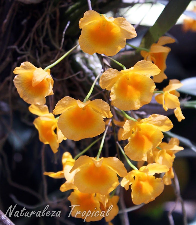 Vista de la inflorescencia de la orquídea Dendrobium lindleyi