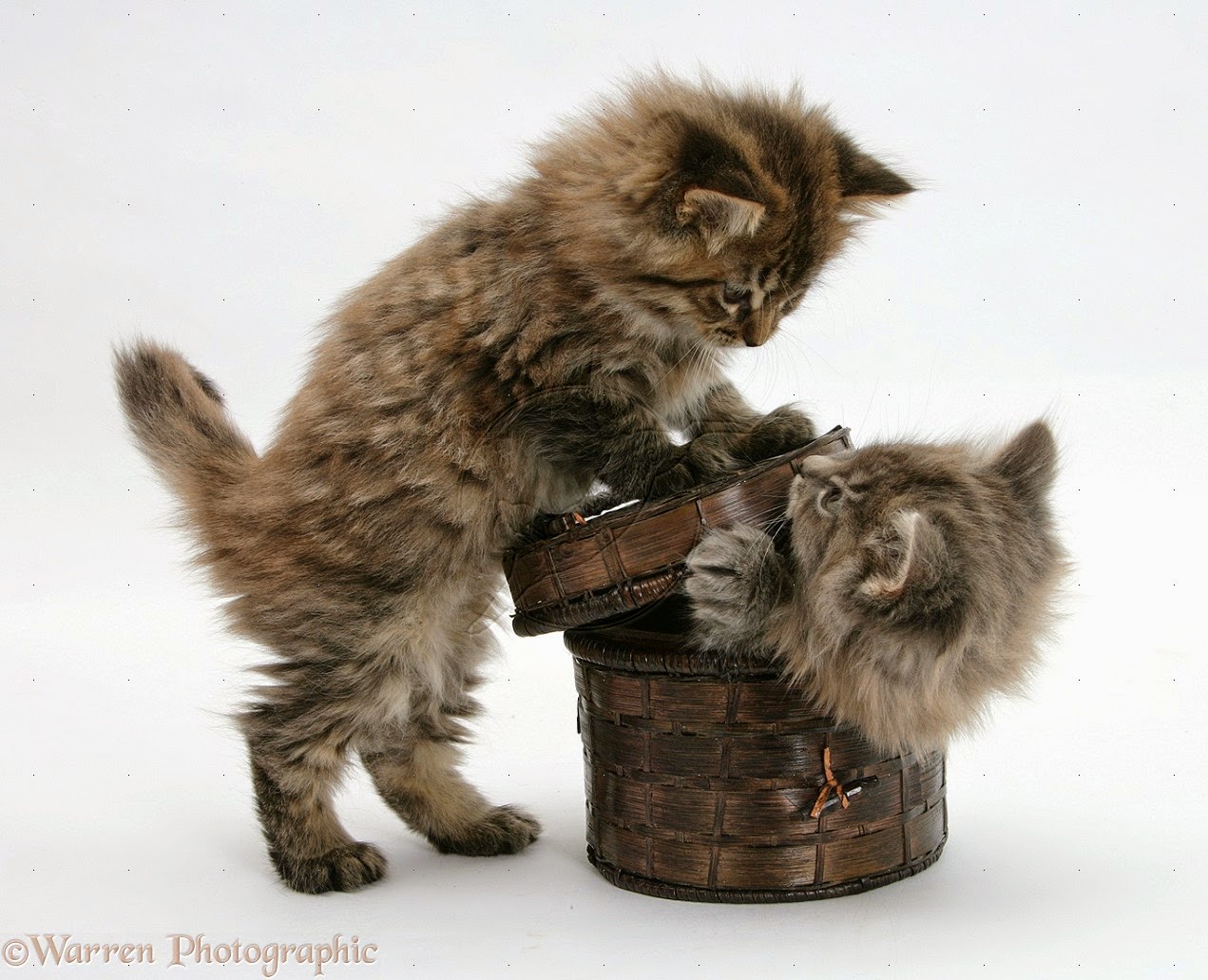150 Gambar Kucing Lucu Dan Imut Anggora Persia Maine Coon