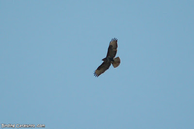 Aligot comú (Buteo buteo)