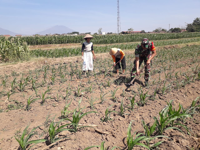 Dangir Jagung Bersama Petanipun Dilakukan Babinsa Tulung