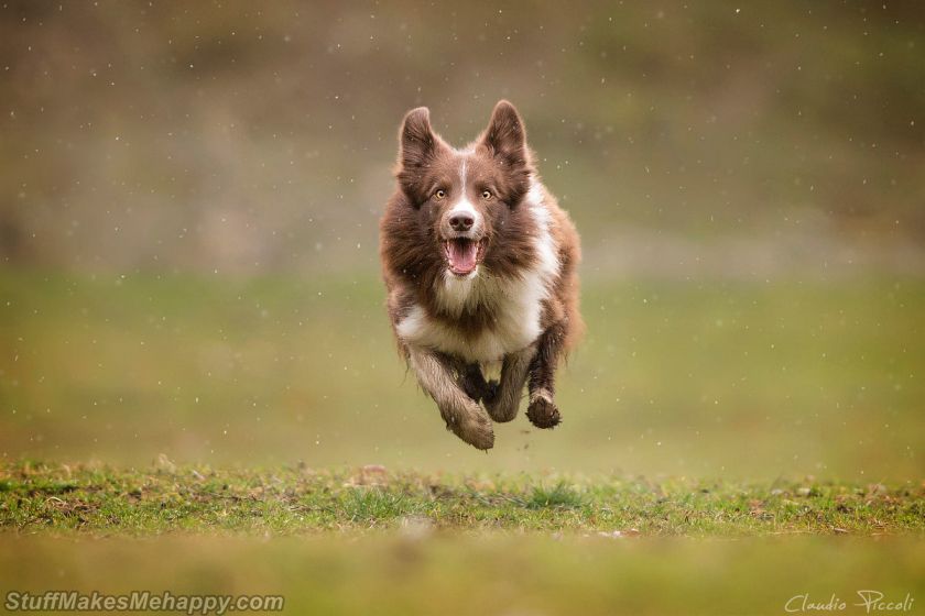 Wonderful Pictures of Super Flying Dogs by Claudio Piccoli
