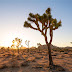 Getting to know Joshua Tree National Park