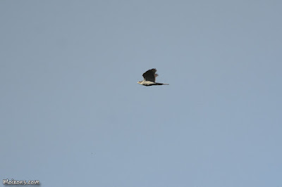 Astor (Accipiter gentilis)