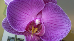 Orchid of Hope