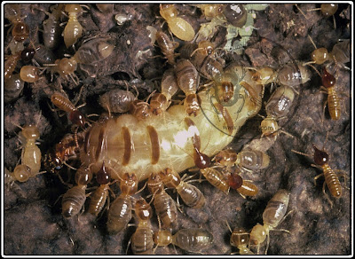 دورة حياة النمل الأبيض تحت الأرضي (الجزء الثاني) Life cycle of subterranean termites