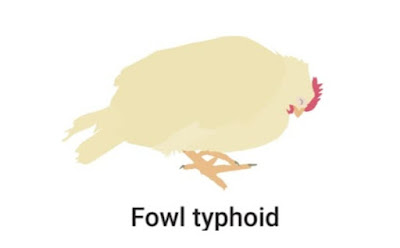 fowl typhoid