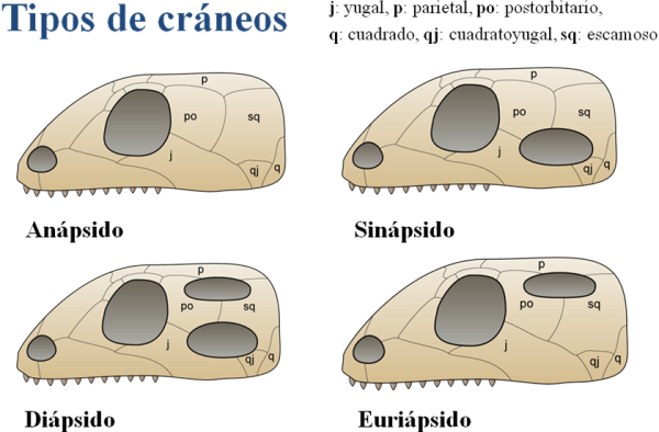 Info animales: REPTILES Y ANATOMÍA