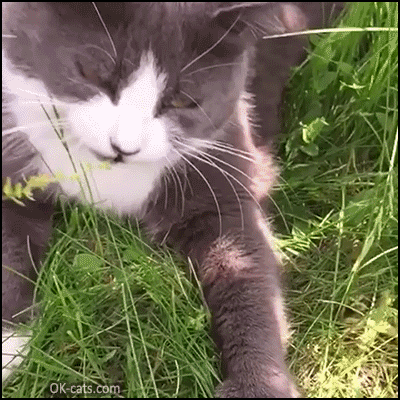 Derpy cat in action. Epic FAiL in slow motion 😆 • Cat GIF Website