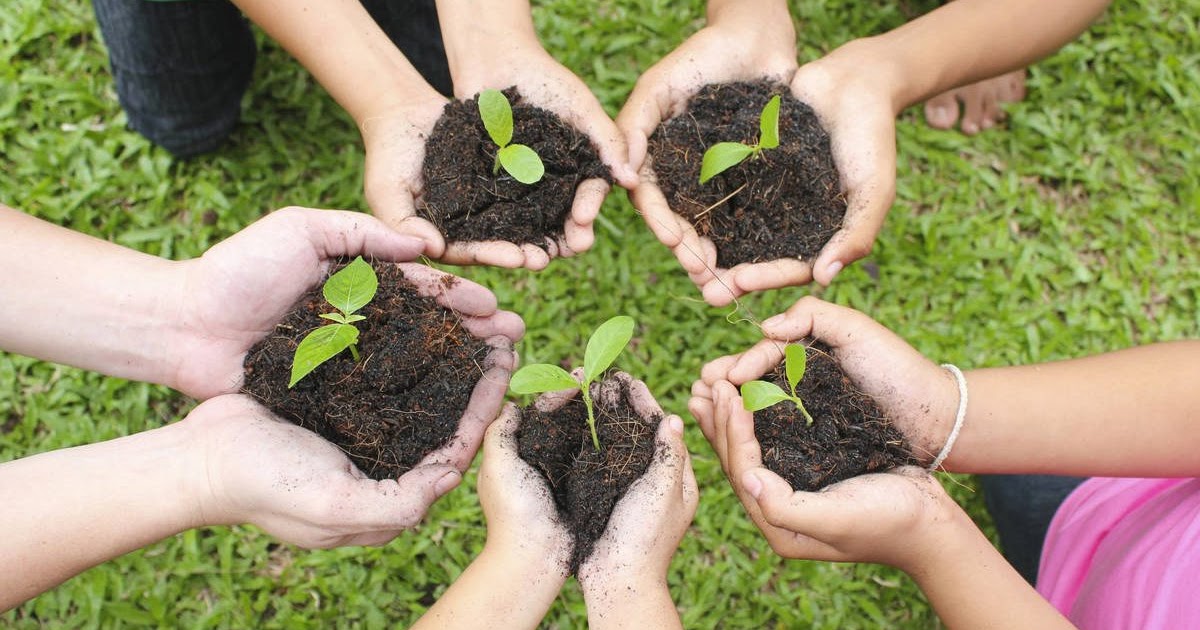 "Tree Plantation" Paragraph or Short Composition Study Helps Today