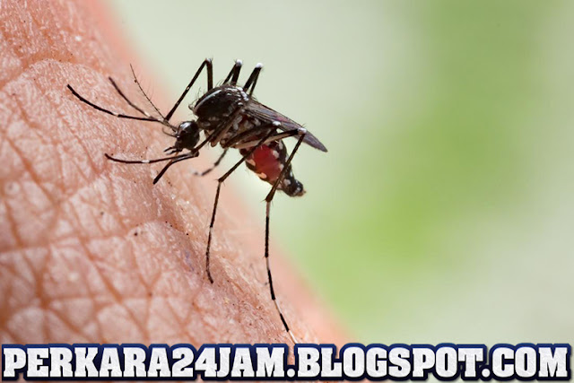 Apa Benar Jika Nyamuk Bisa Membawa Virus Corona?