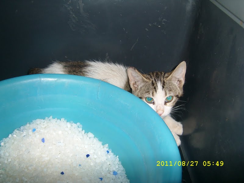 Begonvilli Ev Ağustos 2011