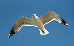 flight california gulls birds flying strong amazing