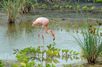 Flamingo Lake, Isabela Island, Galapagos
