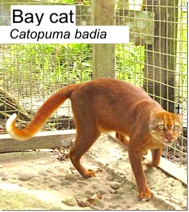 Bornean Bay Cat. Photograph copyright Jim Sanderson, Ph.D – Please respect copyright.