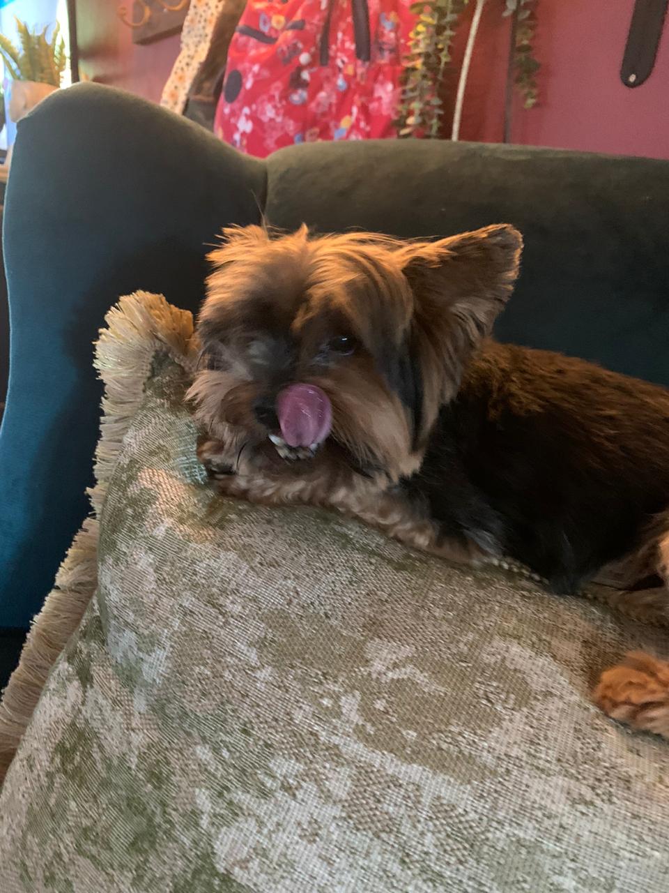 473 ALREADY ADOPTED! Gauteng, Pretoria 2 Yorkies needing new home