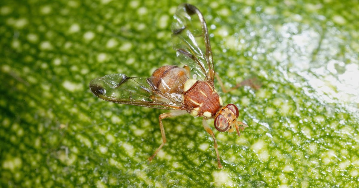 Lalat Buah, Hama Pengganggu Budidaya Mentimun