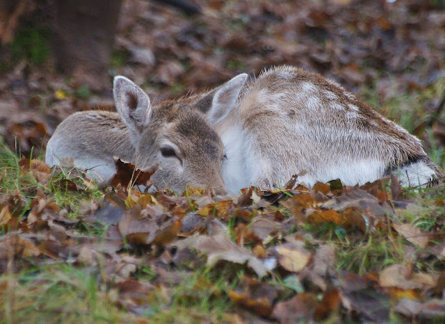 AMSTERDAMSE WATERLEIDINGDUINEN AWD: De Winter Staat Voor De Deur