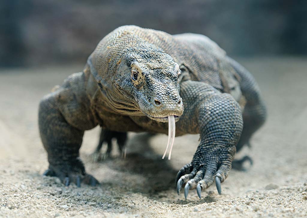 Komodo dragon habitat, size and facts, where does komodo dragon live?