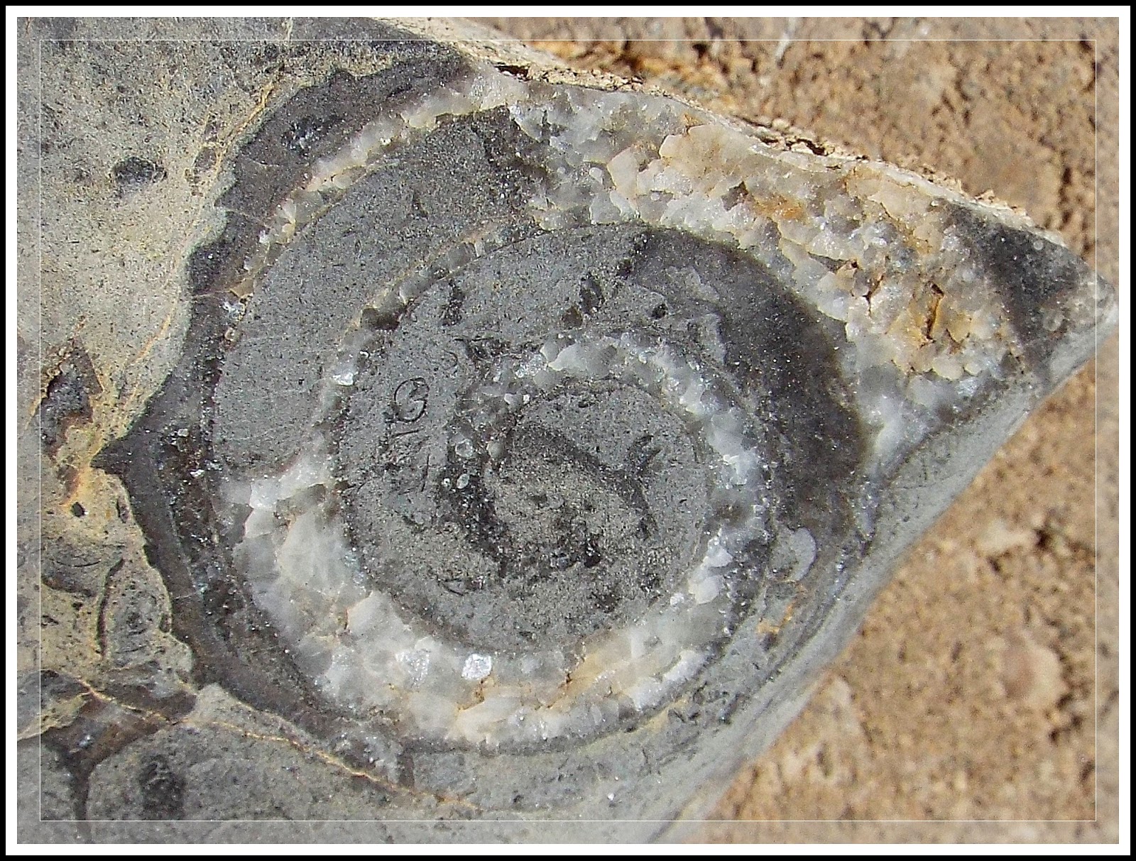 Ken's Photo Gallery 072016 Desert Fossil Remains