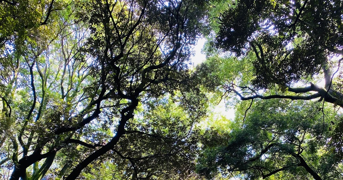 Meiji Shrine - A Spiritual Oasis
