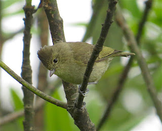 Yellow-browed Tit
