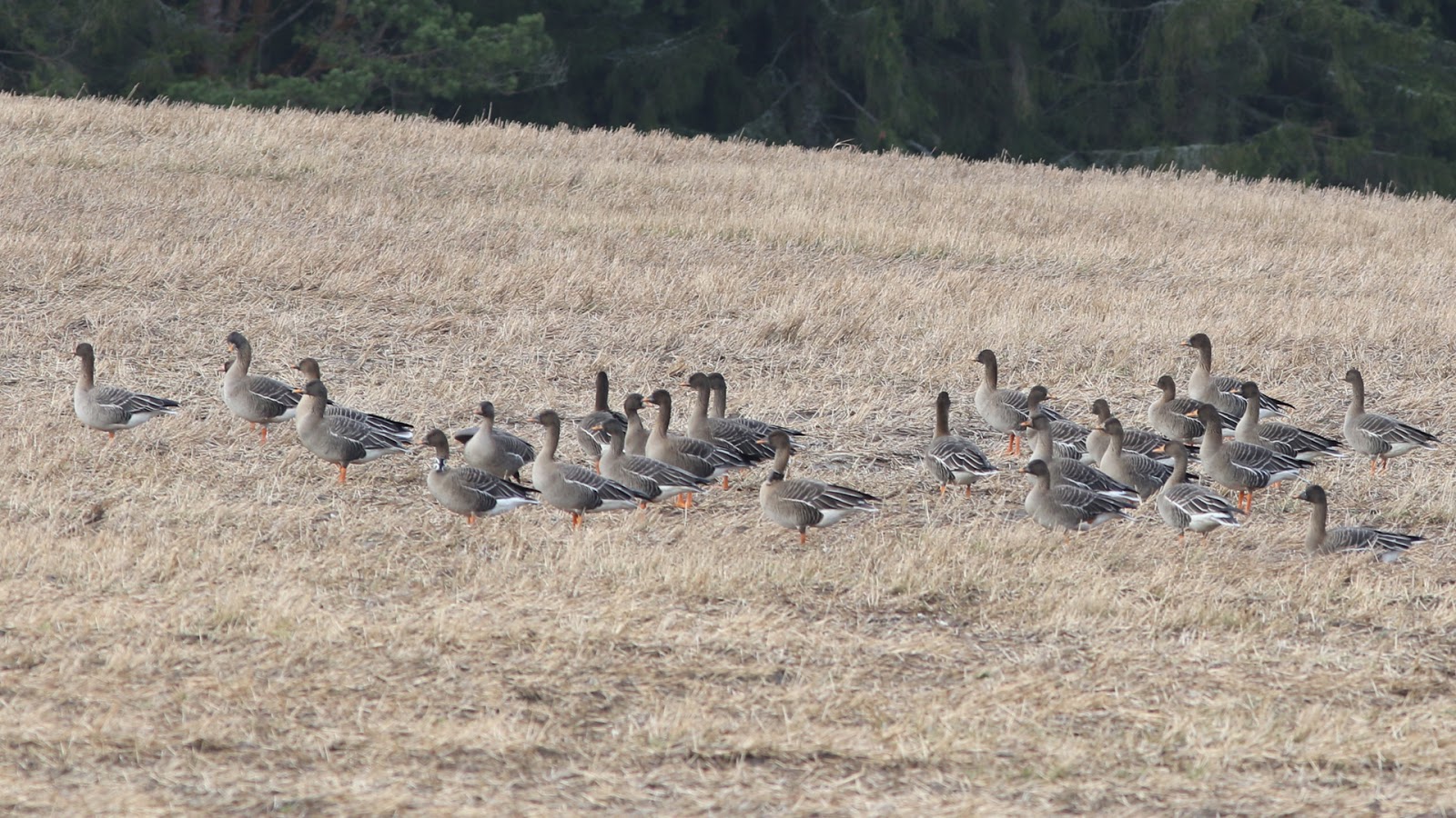 Angus' Bean Goose Blog Update on Bean Geese in Sweden