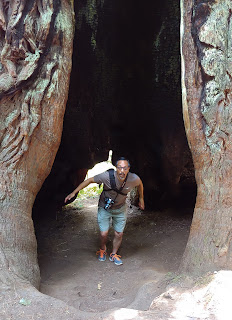 Hollow tree trunk with man in the center about to jump out