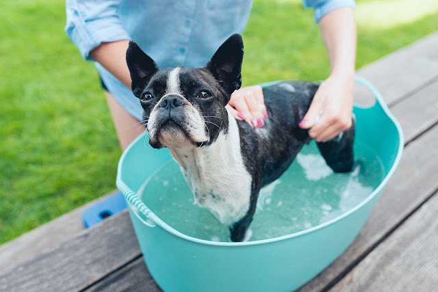 Cómo bañar a un perro en casa