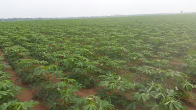 cassava plant population