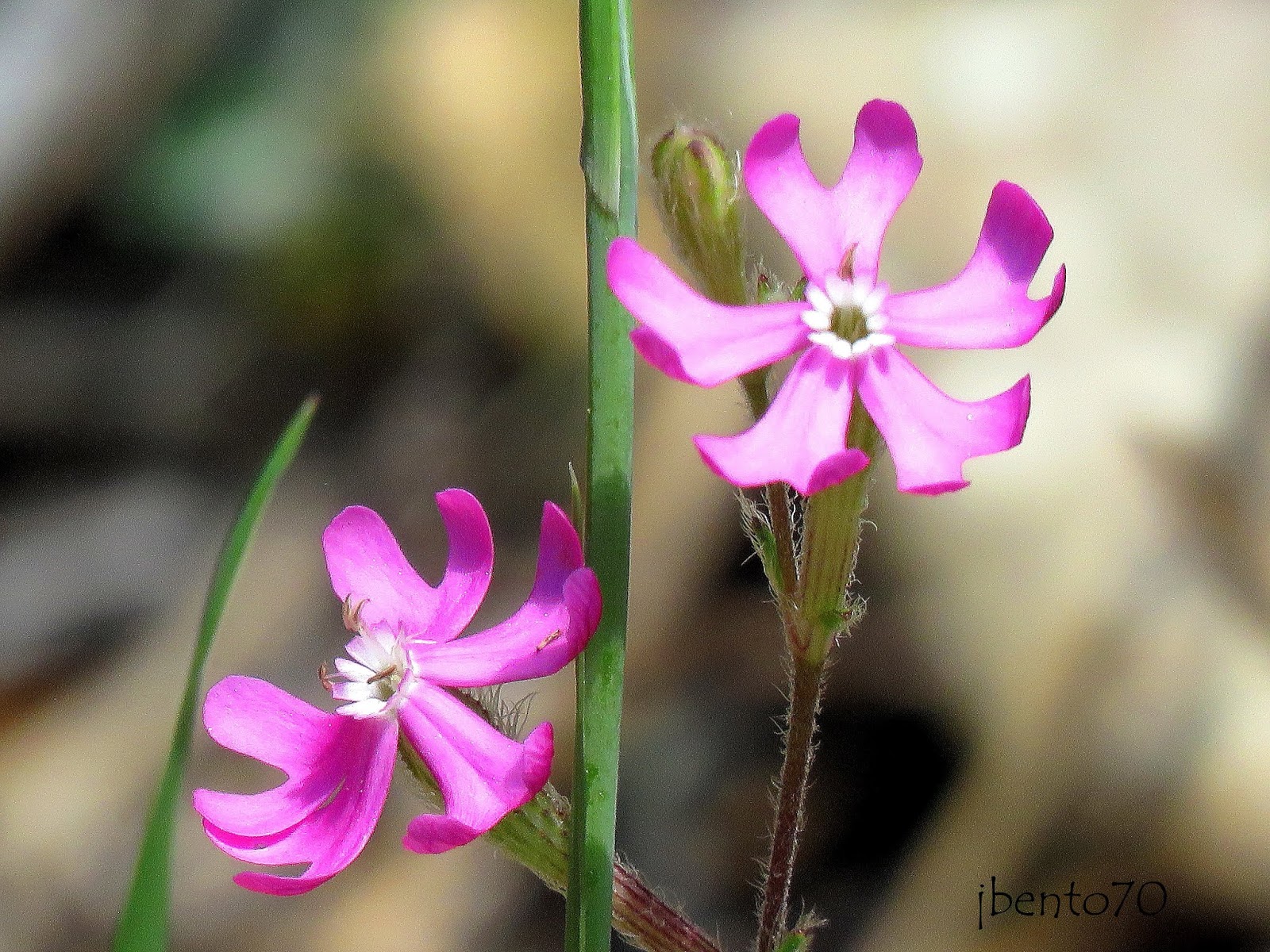 Birding Cascais Flora do Parque Natural