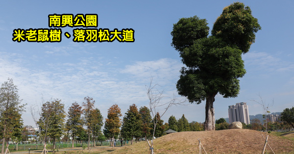 台中北屯|南興公園|萬坪公園|落羽松大道|米奇樹|生態滯洪池|滑溜冰場|籃球場 台中北屯|南興公園|萬坪公園|落羽松大道|米奇樹|生態滯洪池|滑溜冰場|籃球場