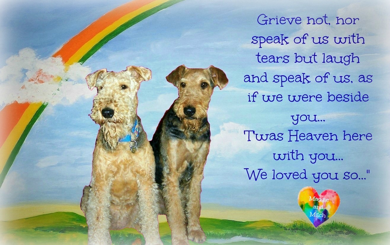 Molly the Airedale Rainbow Bridge Remembrance Day