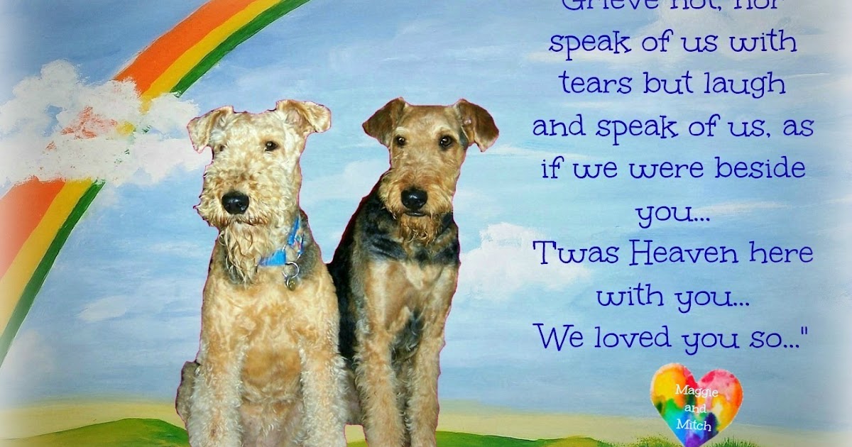 Molly the Airedale Rainbow Bridge Remembrance Day