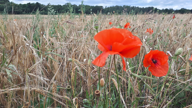 Poppys in the field before the Foxhall woodland