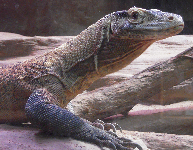 Alan Hawley Illustration: Komodo Dragon Painting