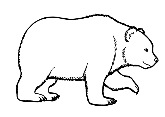 Oso Animal Para Colorear Imagui