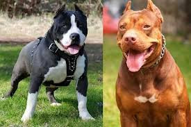 DOGGERS_ANIMAL: JUAL ANJING