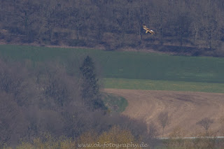 Tierfotografie Wildlifefotografie Weseraue Weserbergland Seeadler