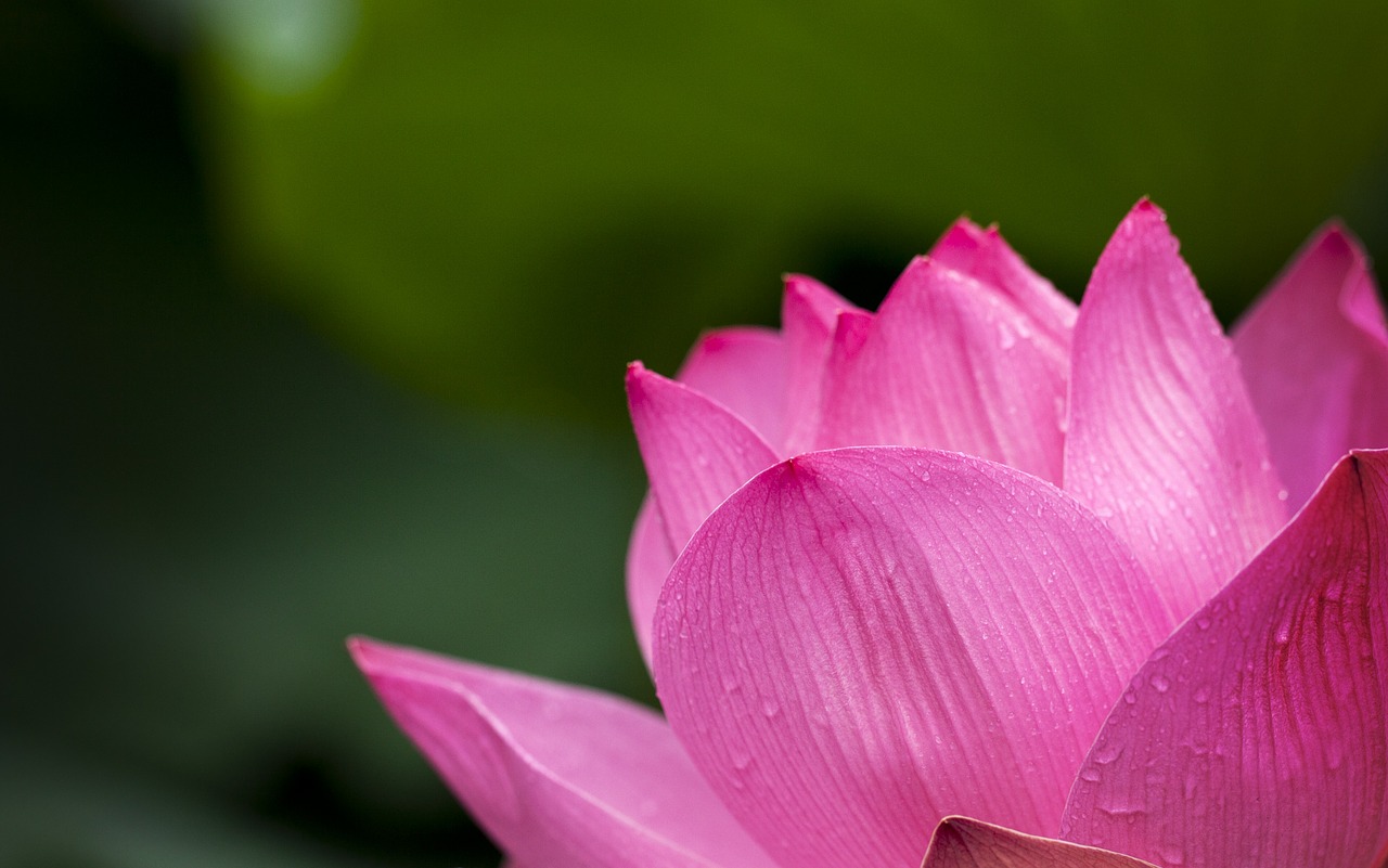 lotus-614494_1280.jpg
