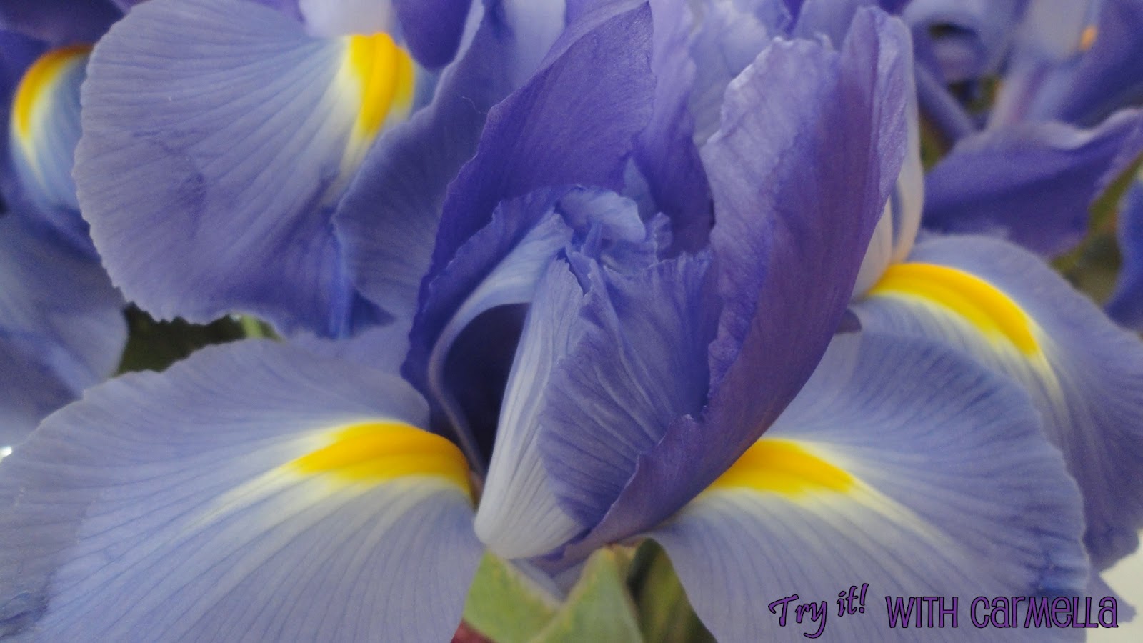 *Try It With Carmella* Purple and Yellow Flowers