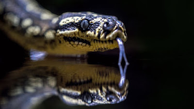 Penemuan Fosil Baru Menunjukkan Ular Pernah Memiliki Kaki Membantu Menjelaskan Kutukan Tuhan pada Ular dalam Kejadian
