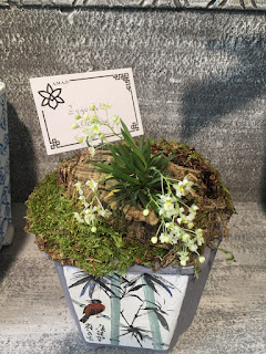 , Mostre primaverili: Horti di Veio e Monteporzio catone 2017, diarid'orchidee