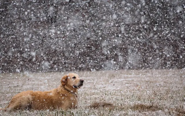 Hond in de sneeuw tijdens de winter.