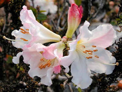 ต้นกุหลาบขาวเชียงดาว คำขาวเชียงดาว Rhododendron ciliicalyx