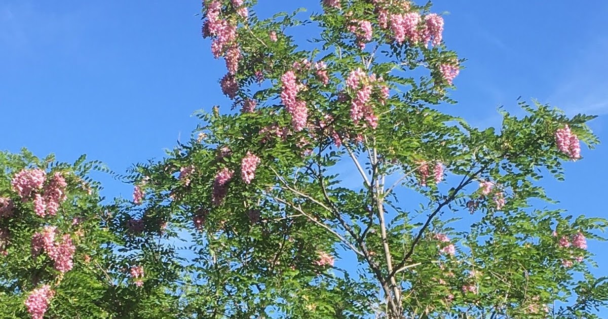 Nature's Blog New Mexico Locust