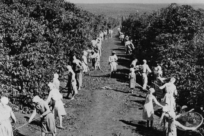 Trabalhadores em uma plantação de café colhendo café