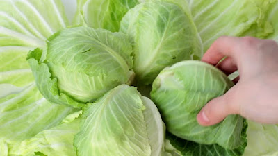Cabbage for healing the wound faster